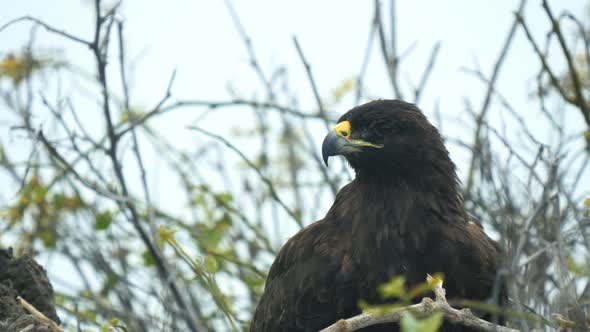 close up of a nesting galapagos hawk on isla espanola in the galapagos alt