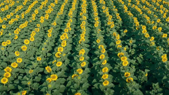 The Drone Flies Over the Flowering Sunflowers at an Increasing Rate alt