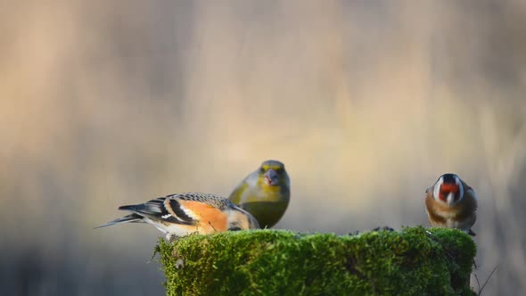 Brambling, Goldfinch and European Green finch sitting on the winter bird feeder alt