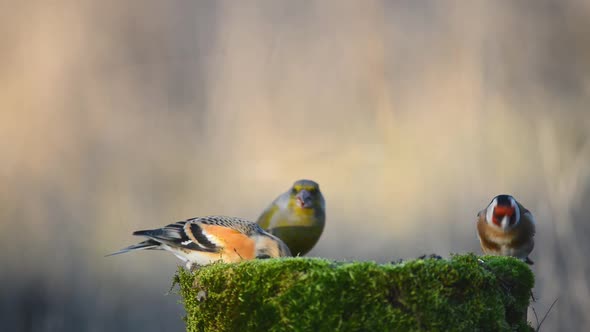 Brambling, Goldfinch and European Green finch sitting on the winter bird feeder