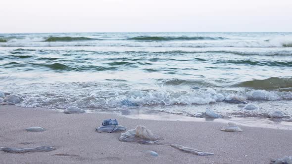 Dead Jellyfish Lie on a Sandy Shore Signed By Water on the Sea of Azov alt