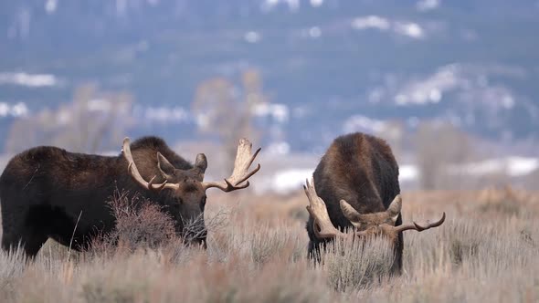Two Bull Moose grazing together viewing broken antler on one alt
