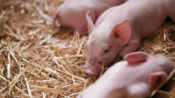 Pigs on Livestock Farm, Pigs Farm, Livestock Farm. Modern Agricultural Pigs Farm alt