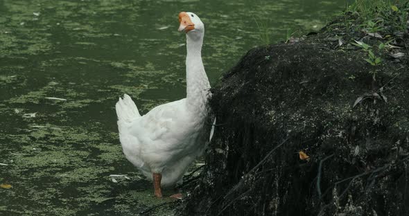 White Domestic Geese and Ducks Swim in Pond on Farm