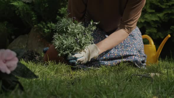 Female Gardener Transplants Potted Lavender Plant Into Ground alt
