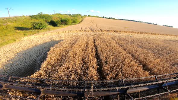 Combine Riding Through Farmland and Gathering Crop of Wheat alt