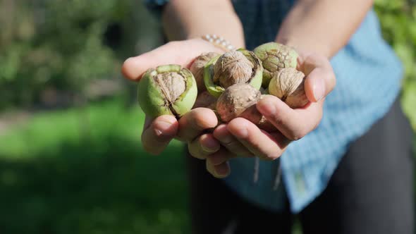 Harvest of Ripe Walnuts in the Hands of a Male Farmer Autumn alt