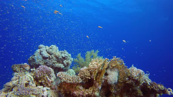 Underwater Colourful Life alt