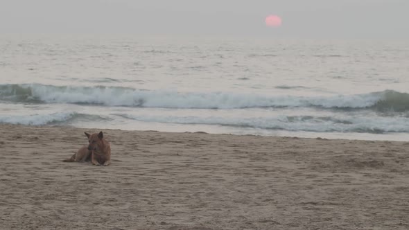 Lazy Dog Lying on Sandy Beach on Sunrise Sunset Slow Motion. Peaceful Landscape with Sleepy Pet