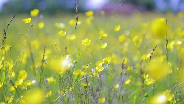A field of buttercup flowers moving in the wind on a sunny summer day.
