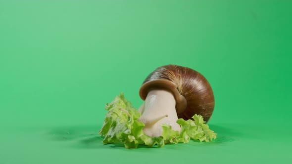 Snail Crawling on Green Screen Isolated with Chroma Key alt