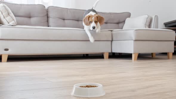 Dog Beagle Eating Granule From Metal Bowl at Home alt