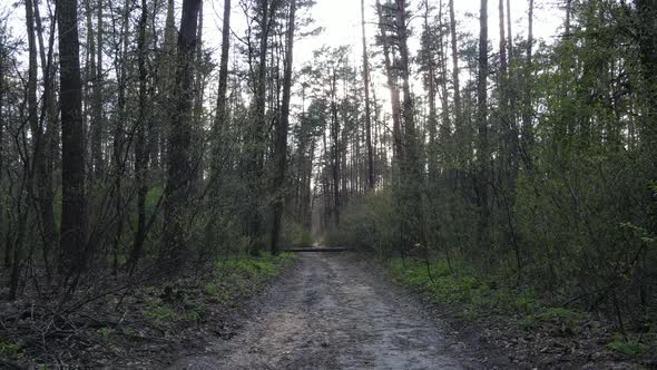 Road in the Forest During the Day Slow Motion alt