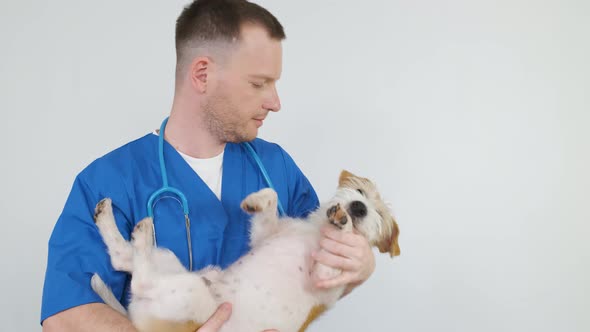 A man in a blue medical coat holds a Jack Russell Terrier in his hands alt