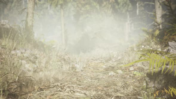 Pine and Spruce Tree Forest alt