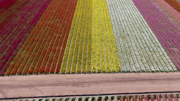 Aerial View of Flower Fields. alt