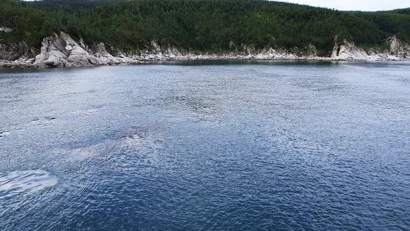 Bowhead Whale Family Swimming Together in Calm Blue Ocean Water Aerial View of a Pod of Bowhead alt
