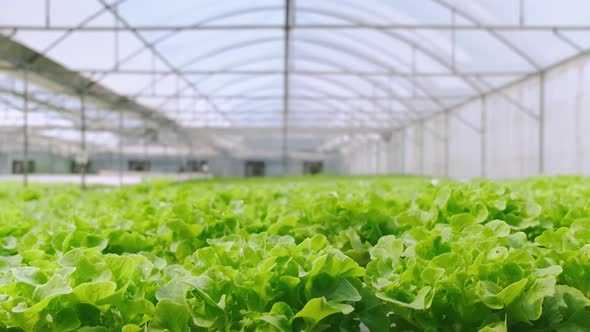 handheld green house vegetable growing in a hydroponic farm freshness and greenery healthy food alt