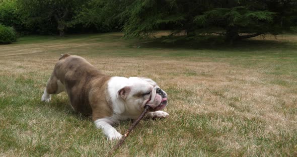 English Bulldog, Female Playing with a Stick on the Lawn, Normandy, Slow Motion 4K alt