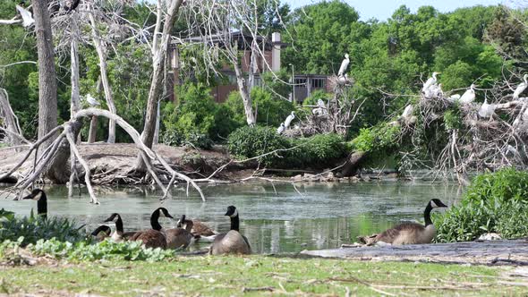 Canadian geese enjoying the edge of the water on a summer day. Herons perched on the branches above.