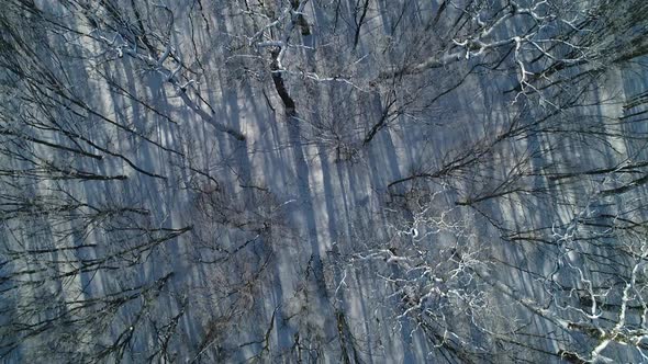 Flight Over of the Winter Forest