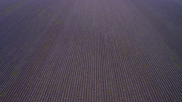 Aerial drone flight above large lavender field alt