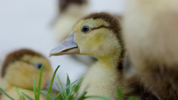 Little Ducklings In Green Grass On Sunny Day alt