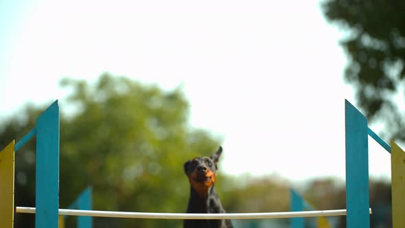 Dog jumping over agility fence, Ultra Slow Motion alt