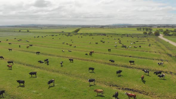 Field of Cows