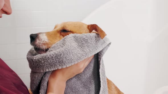 Dog Grooming Salon alt