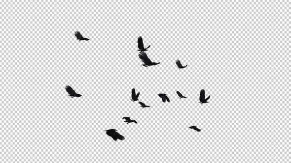 13 Black Birds - Flying Transition II
