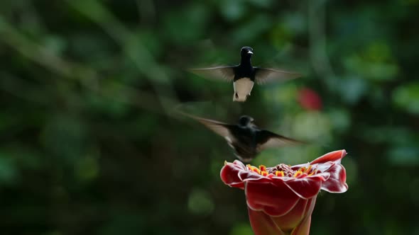 White Necked Jacobin Hummingbird (florisuga mellivora), Bird Flying in Flight and Feeding and Drinki alt