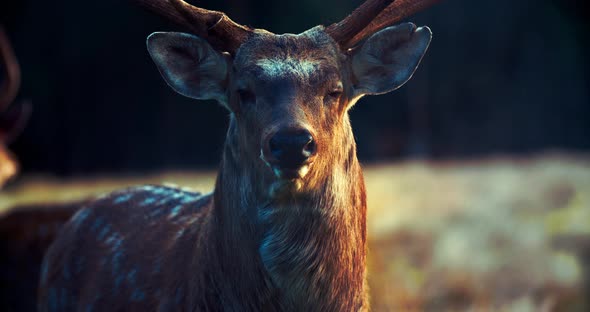 A male sika deer looks at the camera, then runs away.