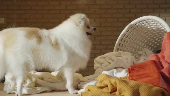 little lap dog messy playing fold cloths basket on wooden laundry table home concept background alt