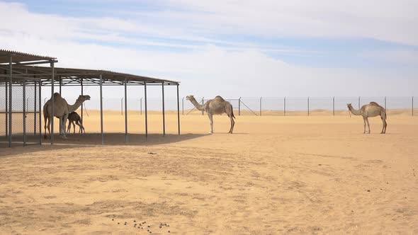 Camel Coral in the Desert alt