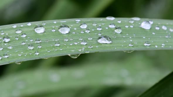 Water Droplets on the Leaf of the Plant