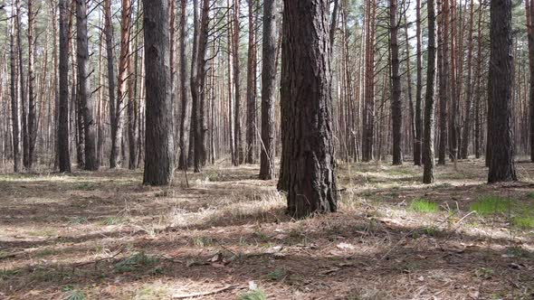 Forest Landscape Aerial View Slow Motion alt