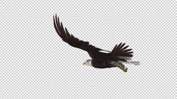 Bald Eagle - Gliding Loop - Back Angle