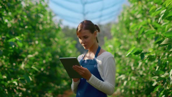 Woman Gardener Inspecting Trees with Technological Device in Big Plantation alt