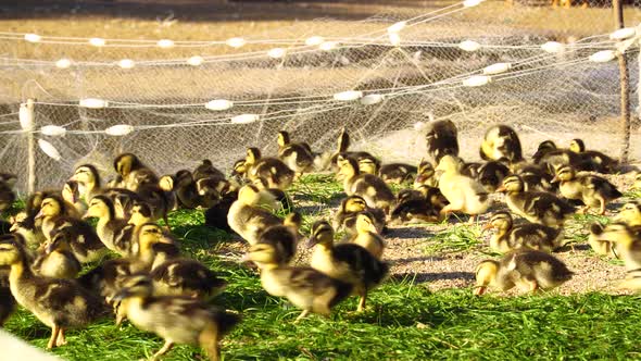 Several little yellow chicks walk together in a small enclosure over the green grass in the blazing alt