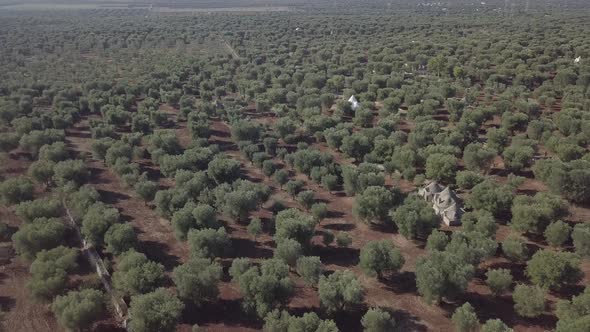 Aerial view of trullo houses in olive trees grove plantation scenic landscape Puglia South Italy alt
