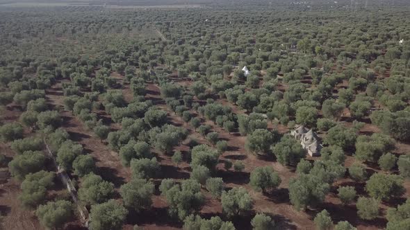 Aerial view of trullo houses in olive trees grove plantation scenic landscape Puglia South Italy