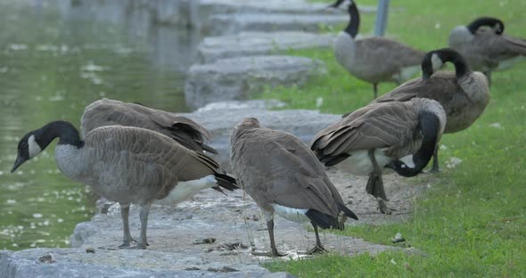 Geese cleaning their feathers