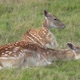 Deer sleeps - VideoHive Item for Sale