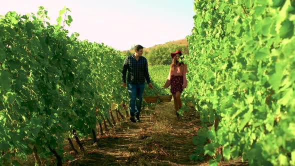 Caucasian Couple with Baskets of Grapes Walking in Vineyard alt