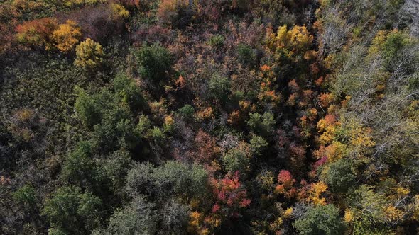 Top-down aerial view of colourful autumn leaves of boreal forest along lake shore. Buffalo Lake in r alt