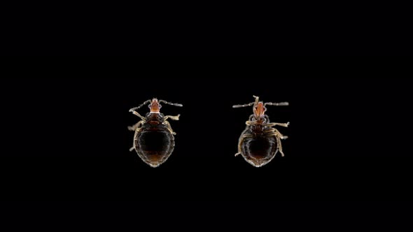 Bloodsucking Bug Superfamily Cimicoidea Under a Microscope Possibly Family Cimicidae alt