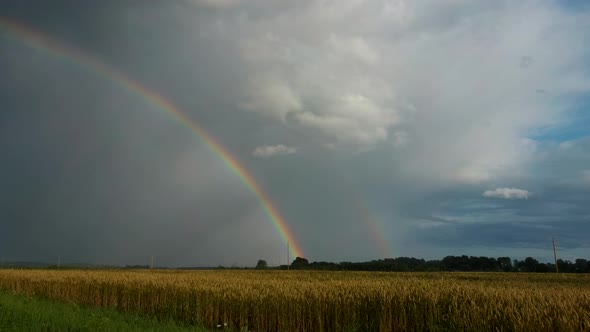  Ripe Crop Field After Rain and Colorfull Rainbow in Background Rural Countryside. alt