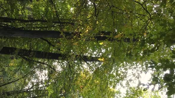 Vertical Video of an Autumn Forest During the Day in Ukraine alt