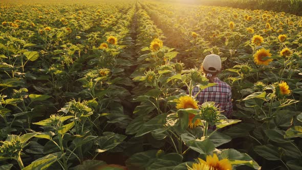 Farmer Walks Through a Blooming Sunflower Field alt